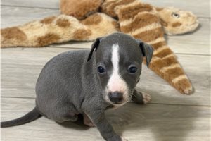 Theodora - Italian Greyhound for sale