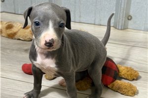 Kendall - Italian Greyhound for sale