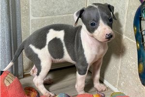 Kennedy - Italian Greyhound for sale