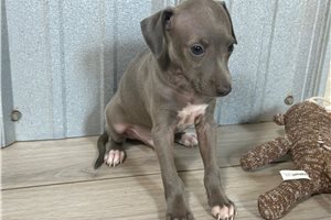 Malcolm - Italian Greyhound for sale