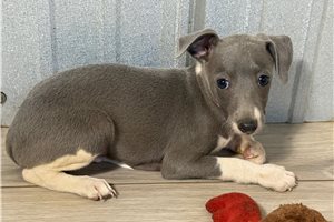 Simon - Italian Greyhound for sale