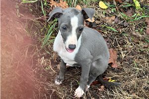 Laika, a Italian Greyhound puppy