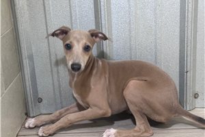 Mackenzie - Italian Greyhound for sale