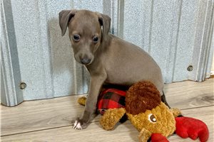 Mana - Italian Greyhound for sale