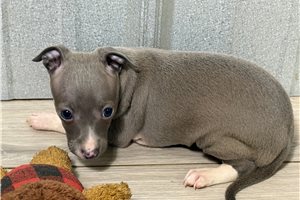 Dane - Italian Greyhound for sale