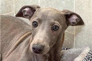 Charles - Italian Greyhound for sale