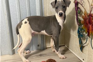 Beckham - Italian Greyhound for sale