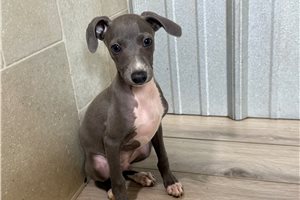 Theo - Italian Greyhound for sale