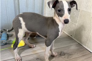Ricky - Italian Greyhound for sale