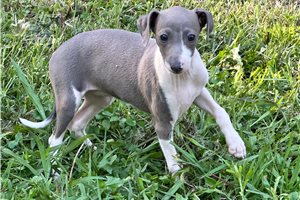 Emile - Italian Greyhound for sale