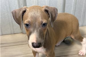 Lando - Italian Greyhound for sale
