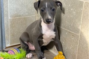 Lynx - Italian Greyhound for sale