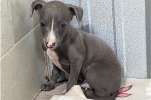 Hayes - Italian Greyhound for sale