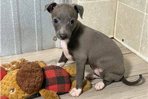 Daisy - Italian Greyhound for sale