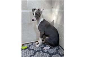 Merlin - Italian Greyhound for sale