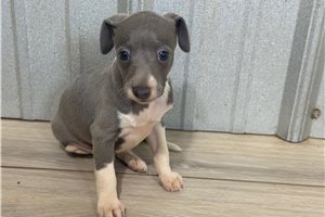 Simon - Italian Greyhound for sale
