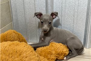 Vanessa - Italian Greyhound for sale