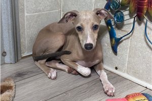 Melody - Italian Greyhound for sale