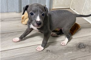 Dillon - Italian Greyhound for sale