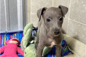 Cooper - Italian Greyhound for sale