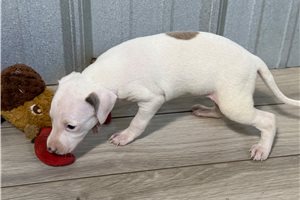 Lovie - puppy for sale