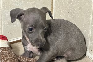 Madeline - Italian Greyhound for sale