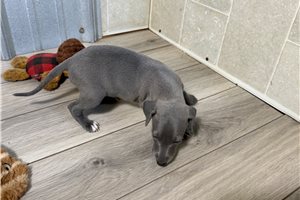 Ridley - Italian Greyhound for sale