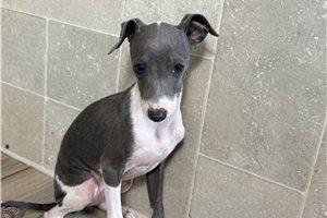 Hillary - Italian Greyhound for sale