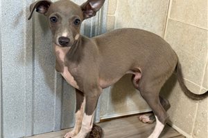 Dane - Italian Greyhound for sale