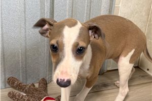 Libby - Italian Greyhound for sale