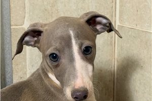Rosemary - Italian Greyhound for sale