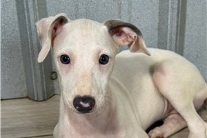 Lovie - Italian Greyhound for sale