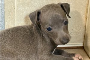 Blip - Italian Greyhound for sale