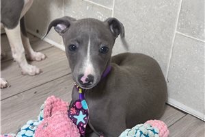 Hayes - Italian Greyhound for sale