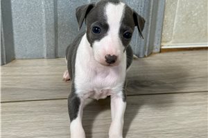 Charlotte - Italian Greyhound for sale