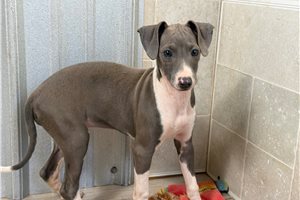 Kelsey - Italian Greyhound for sale