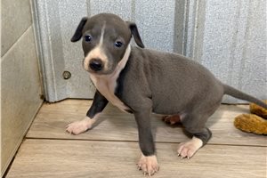 Lonnie - puppy for sale