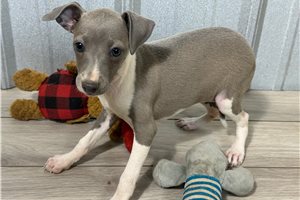 Bitsy - Italian Greyhound for sale