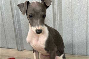 Hillary - Italian Greyhound for sale