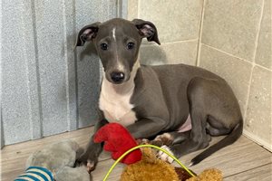 Lynx - Italian Greyhound for sale