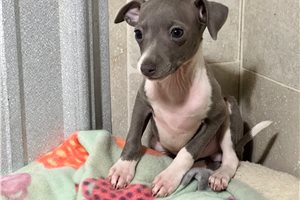 Francisco - puppy for sale