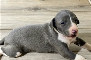 Keen - Italian Greyhound for sale