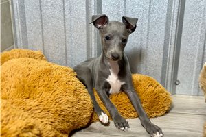 Tyler - Italian Greyhound for sale