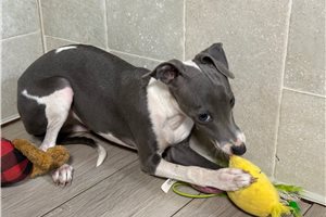 Hillary - Italian Greyhound for sale