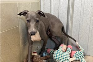 Theo - Italian Greyhound for sale