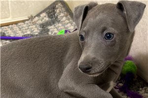 Daylin - Italian Greyhound for sale