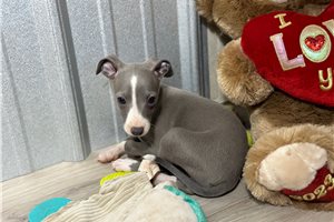 Veronica - Italian Greyhound for sale
