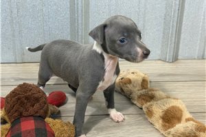 Toro - Italian Greyhound for sale