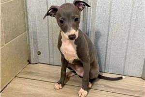 Melinda - Italian Greyhound for sale