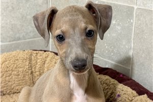 Allegra - Italian Greyhound for sale